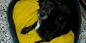 «Lola», la valiente perrita que se extravió en Urca y reapareció misteriosamente en Jujuy