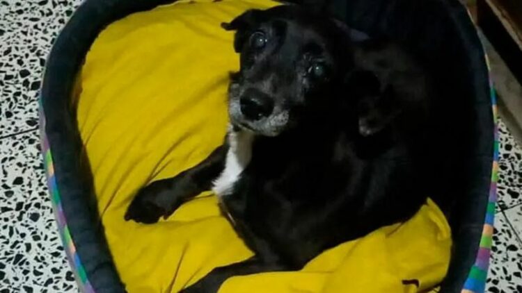 "Lola", la valiente perrita que se extravió en Urca y reapareció misteriosamente en Jujuy