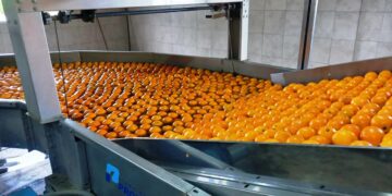 Después de 20 años, la Unión Europea reabrió su mercado a los cítricos orgánicos argentinos