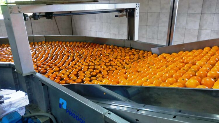 Después de 20 años, la Unión Europea reabrió su mercado a los cítricos orgánicos argentinos