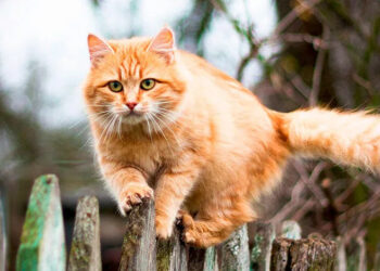 ¿Porqué los gatos se van de casa y cómo saben el camino de regreso?