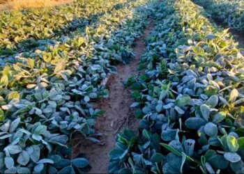 Por las heladas, se declaró el estado de emergencia agropecuaria en Córdoba