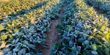 Por las heladas, se declaró el estado de emergencia agropecuaria en Córdoba