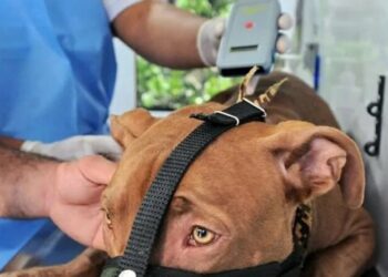 Los animales peligrosos deberán contar con un chip y estar registrados en una app municipal