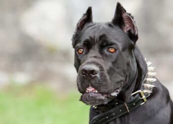 Cómo funciona la app en la que se regula la tenencia de perros peligrosos