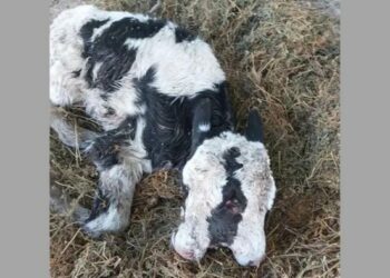 Nació en Colonia Vignaud un ternero con una condición inusual: tiene dos cabezas
