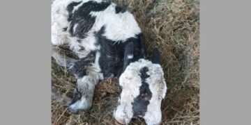 Nació en Colonia Vignaud un ternero con una condición inusual: tiene dos cabezas