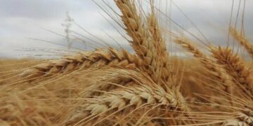 Aprueban una nueva modificación en el valor de referencia del trigo