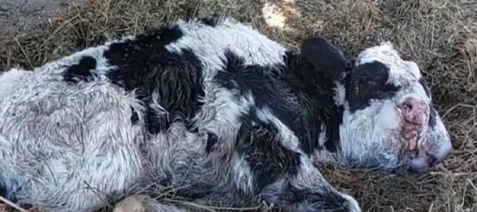 Nació en Colonia Vignaud un ternero con una condición inusual: tiene dos cabezas
