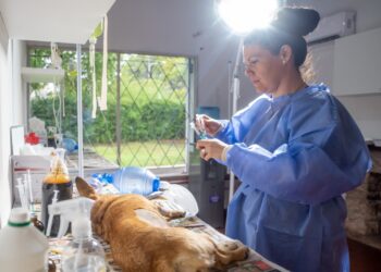 Los centros de castración de atención gratuita intervinieron a 2.000 animales durante mayo