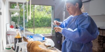 Los centros de castración de atención gratuita intervinieron a 2.000 animales durante mayo