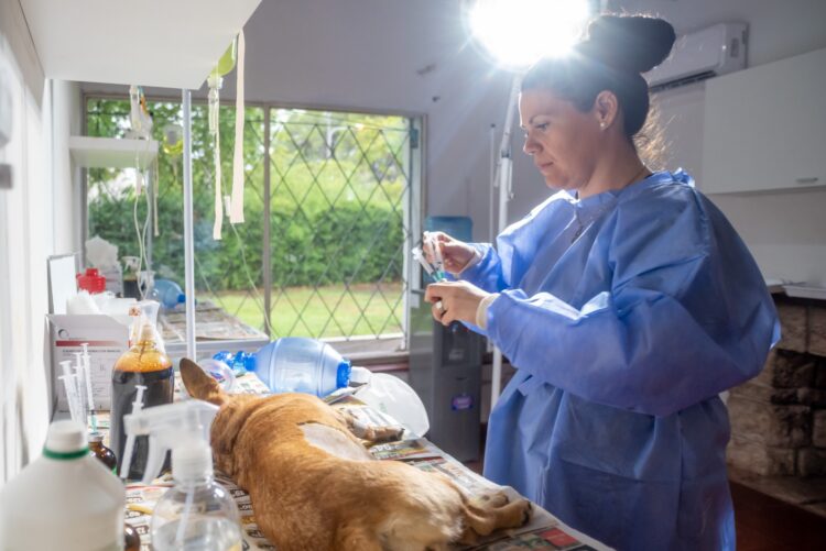 Los centros de castración de atención gratuita intervinieron a 2.000 animales durante mayo
