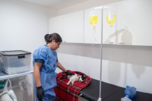 Los centros de castración de atención gratuita intervinieron a 2.000 animales durante mayo