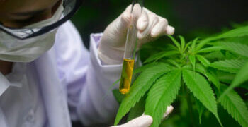 Desde el Inta destacan la producción del cannabis medicinal argentino