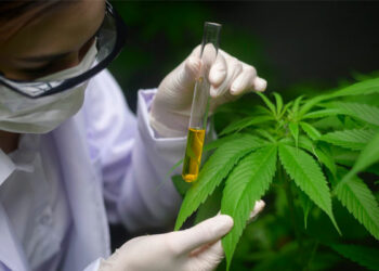 Desde el Inta destacan la producción del cannabis medicinal argentino
