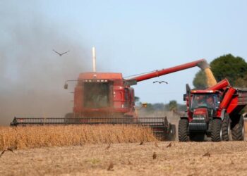 Reducen la estimación de las cosechas de maíz, sorgo y trigo