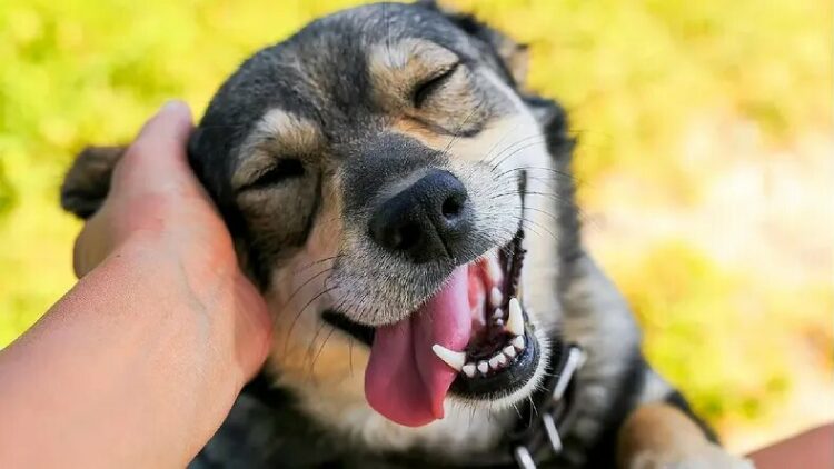 ¿Cuáles son los nombres más populares en Argentina para nuestras mascotas caninas?