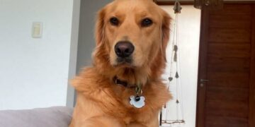 Les robaron la perra de compañía de su hija con epilepsia y los extorsionaron