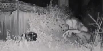 Llamó a la Policía para alertar sobre la presencia de personas de tres metros de alto en su patio y los filmó