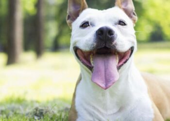 Actividades que harán feliz a tu perro