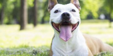 Actividades que harán feliz a tu perro