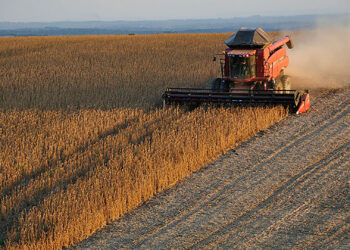 Los motivos por los que la posición de Argentina en el mercado global de la soja se ve comprometida
