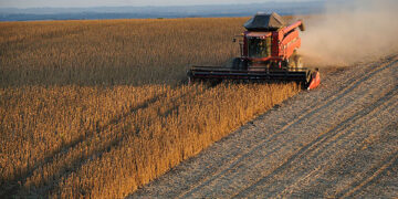 Los motivos por los que la posición de Argentina en el mercado global de la soja se ve comprometida