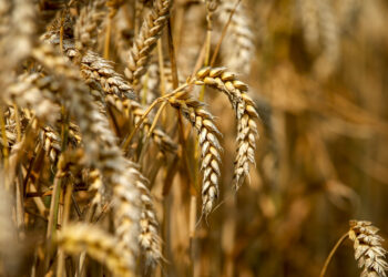 Afirman que las heladas de las últimas horas beneficiarán la siembra de trigo