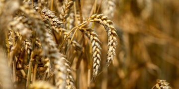 Afirman que las heladas de las últimas horas beneficiarán la siembra de trigo