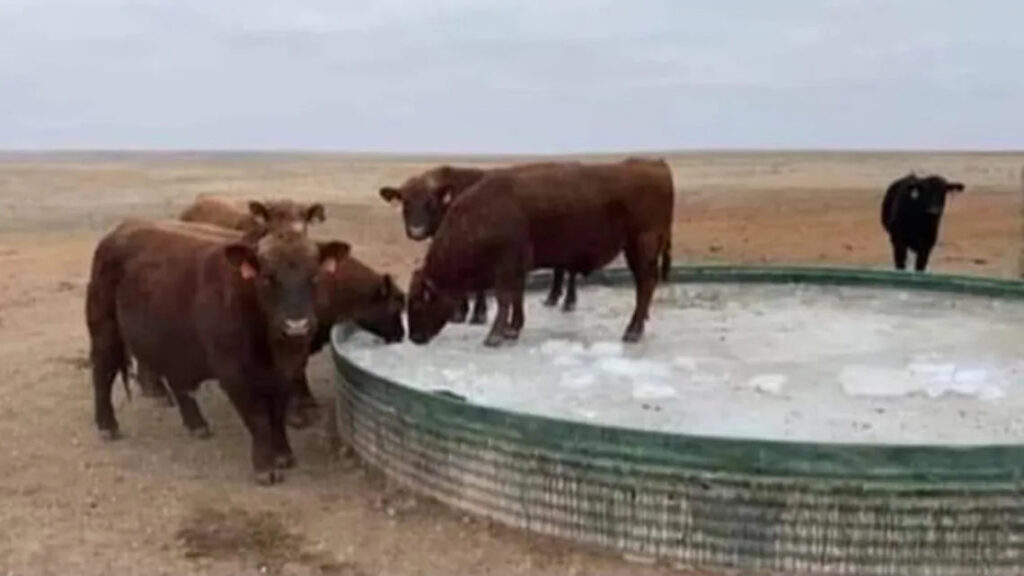 Increíble: la helada congeló un gran bebedero de vacas