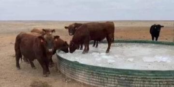 Increíble: la helada congeló un gran bebedero de vacas