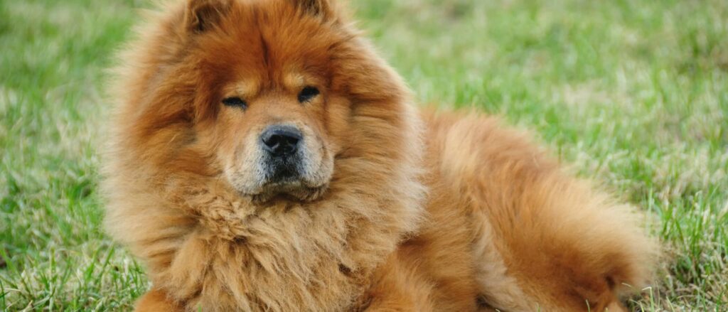 Una mujer en Bialet Massé fue gravemente herida por un perro de raza Chow Chow