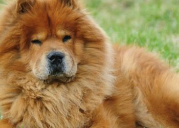 Una mujer en Bialet Massé fue gravemente herida por un perro de raza Chow Chow