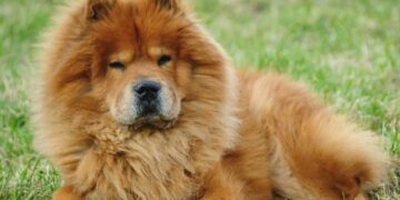 Una mujer en Bialet Massé fue gravemente herida por un perro de raza Chow Chow