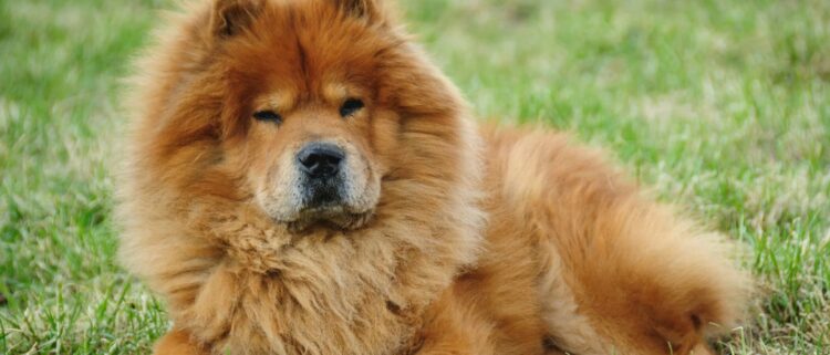 Una mujer en Bialet Massé fue gravemente herida por un perro de raza Chow Chow
