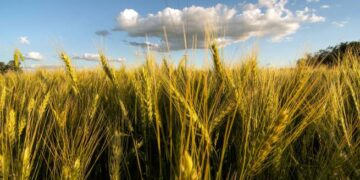 La siembra de trigo y maíz equiparó a la soja en las últimas campañas