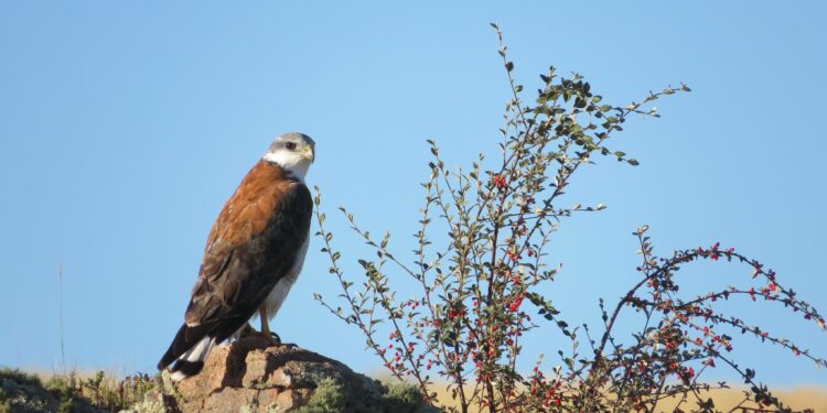 Así es la Reserva Natural Cerro Pistarini, la nueva atracción de Embalse