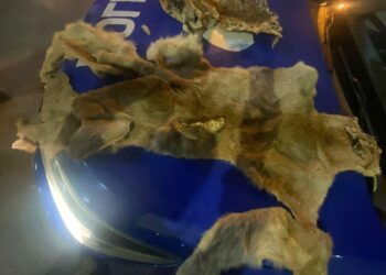 Una mujer comercializaba pieles de animales exóticos en pleno Nueva Córdoba