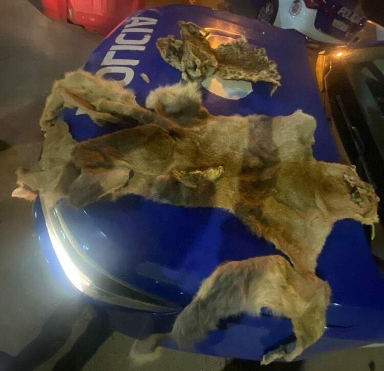 Una mujer comercializaba pieles de animales exóticos en pleno Nueva Córdoba