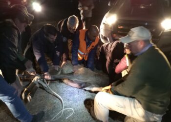 El ciervo colorado avistado en el Aeropuerto de Córdoba fue capturado