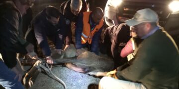 El ciervo colorado avistado en el Aeropuerto de Córdoba fue capturado