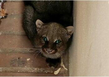 Asombro en una escuela de Traslasierra tras el rescate de un yaguarundí