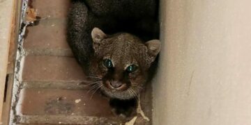 Asombro en una escuela de Traslasierra tras el rescate de un yaguarundí