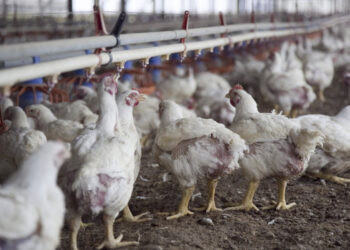 Por influenza aviar las exportaciones del sector cayeron 28% en volumen