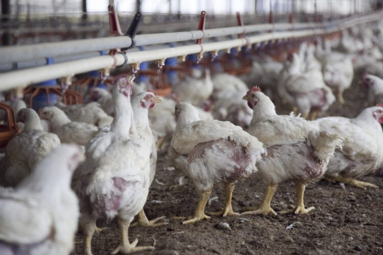 Por influenza aviar las exportaciones del sector cayeron 28% en volumen