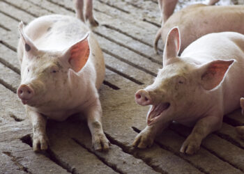 Se dieron a conocer tres casos de triquinosis en la Provincia