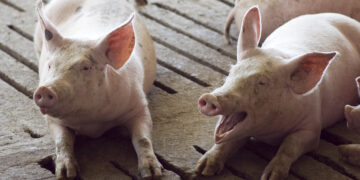 Se dieron a conocer tres casos de triquinosis en la Provincia