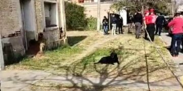 Encontraron muerto al adolescente de 14 años desaparecido en Laboulaye