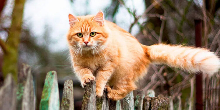 Un estudio reveló que tan lejos van los gatos cuando salen de la casa