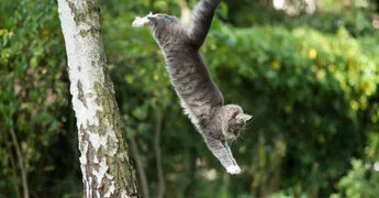 ¿Por qué se dice que los gatos tienen siete vidas?